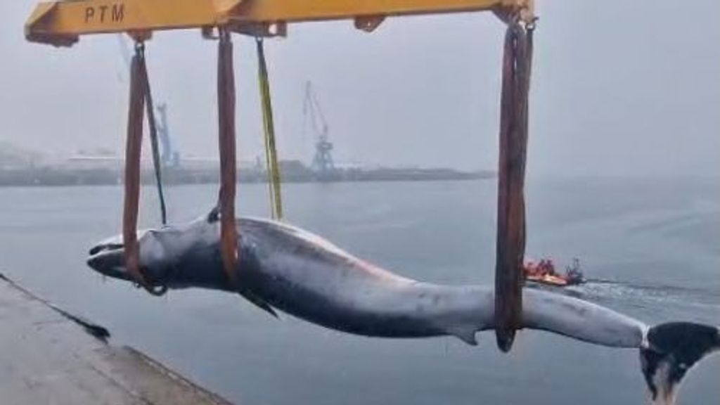 Rescatan el cadáver de una ballena hallado en el Arsenal ferrolano