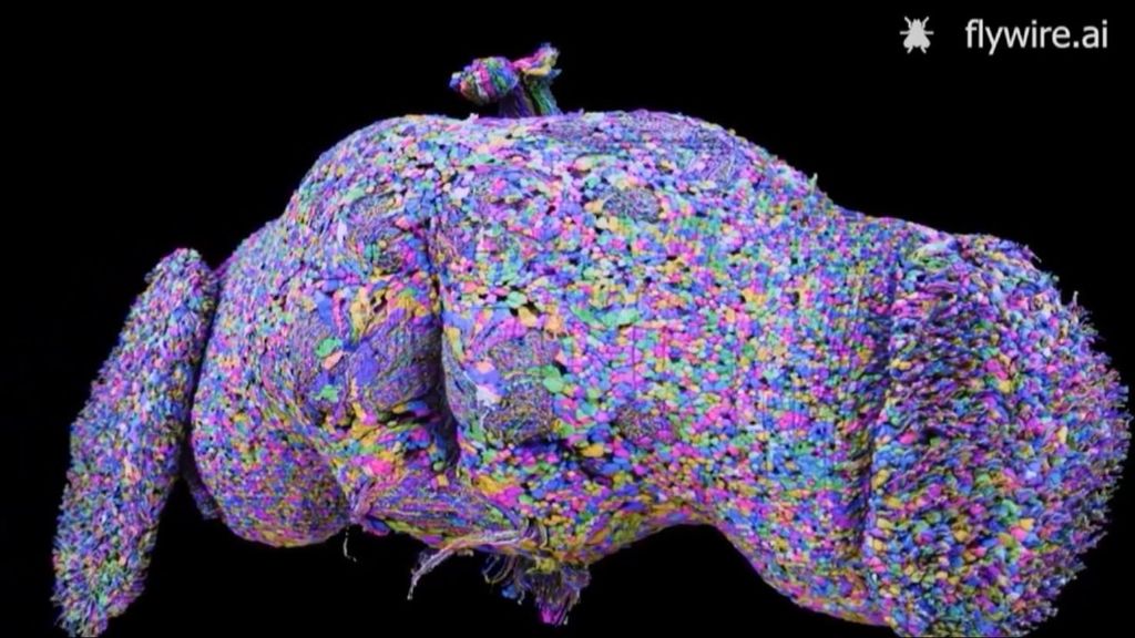 El cerebro de la mosca de la fruta, clave para entender el origen del Alzhéimer o el Párkinson