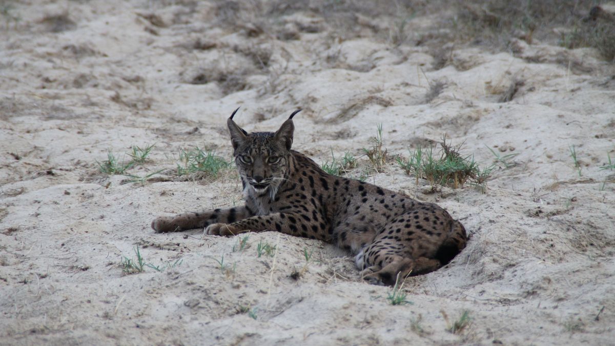 imagen lince ibérico