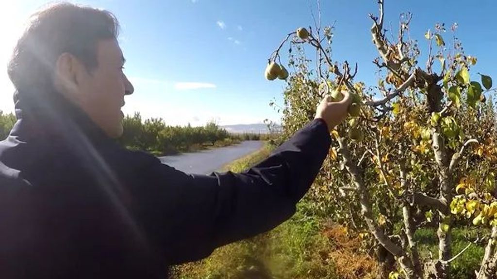 José Ribagorda visitando las finca en donde se cultivan las peras de Rincón de Soto