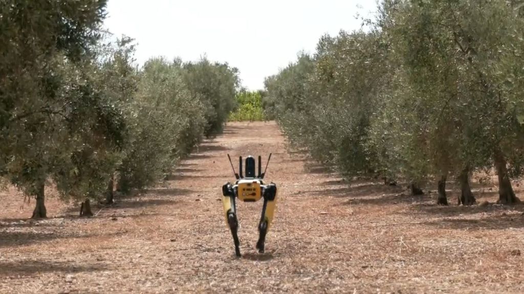 La tecnología irrumpe en la agricultura con un perro robot que ayuda a “una gestión eficiente” de los cultivos