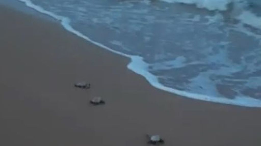 Sueltan 18 crías de la tortuga Boba “Pura Vida” en la playa de la Mata de Torrevieja