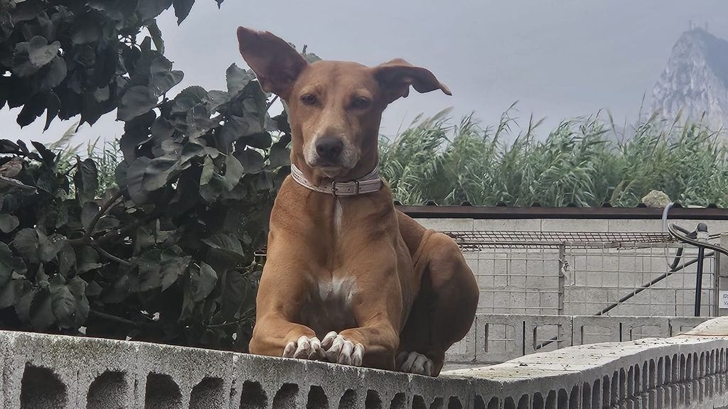 Un perro descansa en las instalaciones de la protectora de animales de La Línea de la Concepción