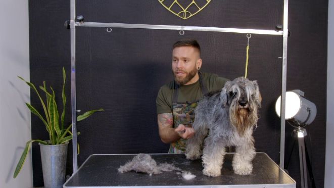 Como Cortarle El Pelo A Un Schnauzer www.cuatro.com