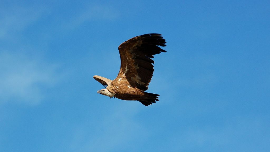 El equilibro del ecosistema corre peligro: 1.000 aves podrían extinguirse en los próximos 200 años