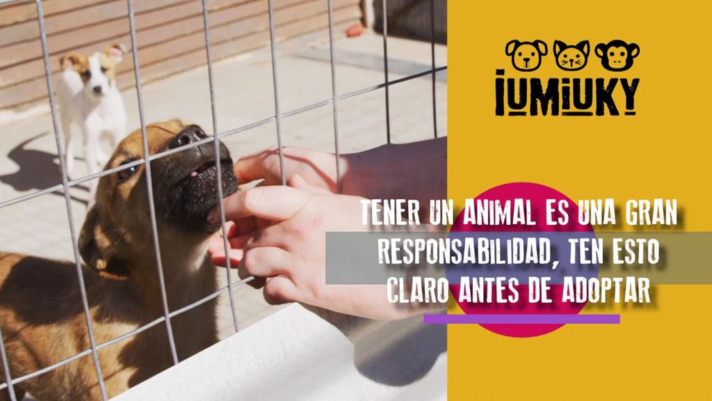 Adopción Iumiuky Temporada 3 Programa 235