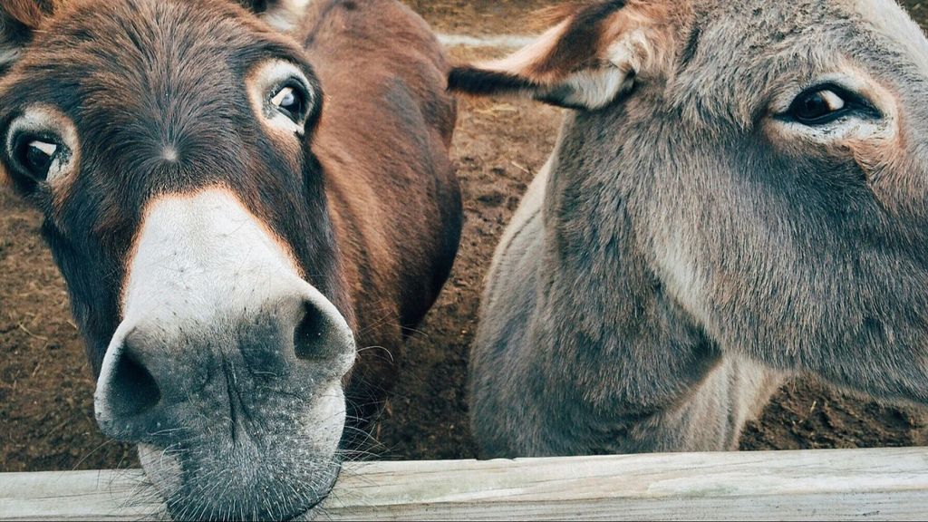 La cabeza de dos burros