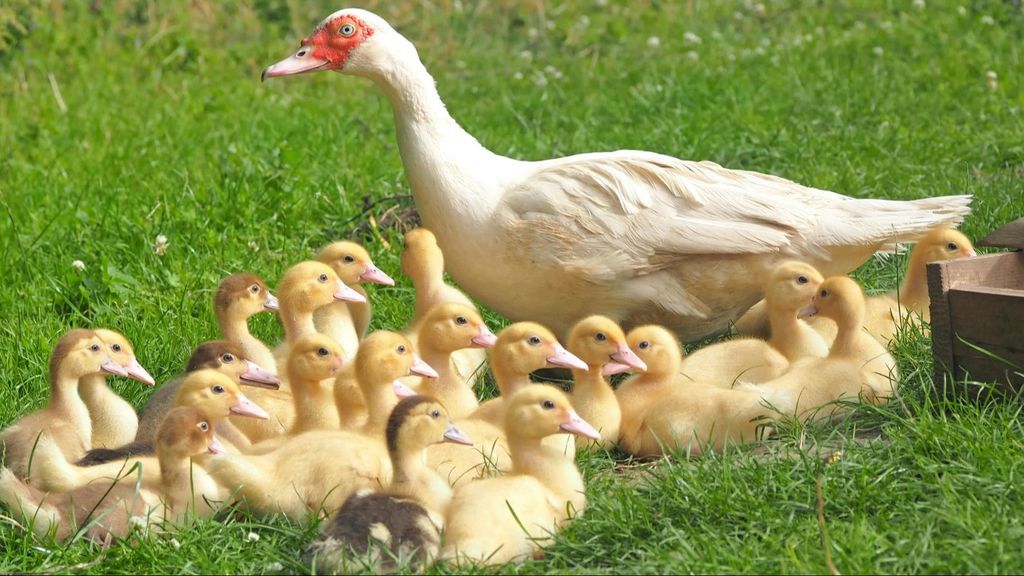 Patitos con su madre