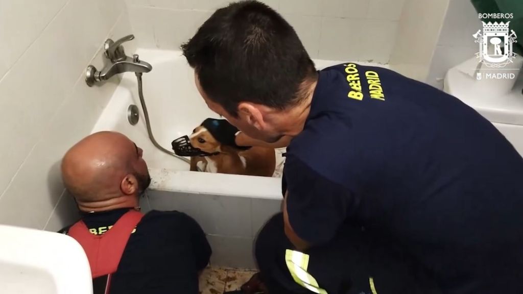 Bomberos de Madrid rescatan a un perro atrapado en el desagüe de la bañera