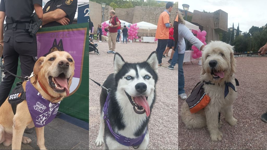 Perros participantes de la carrera del Perrotón