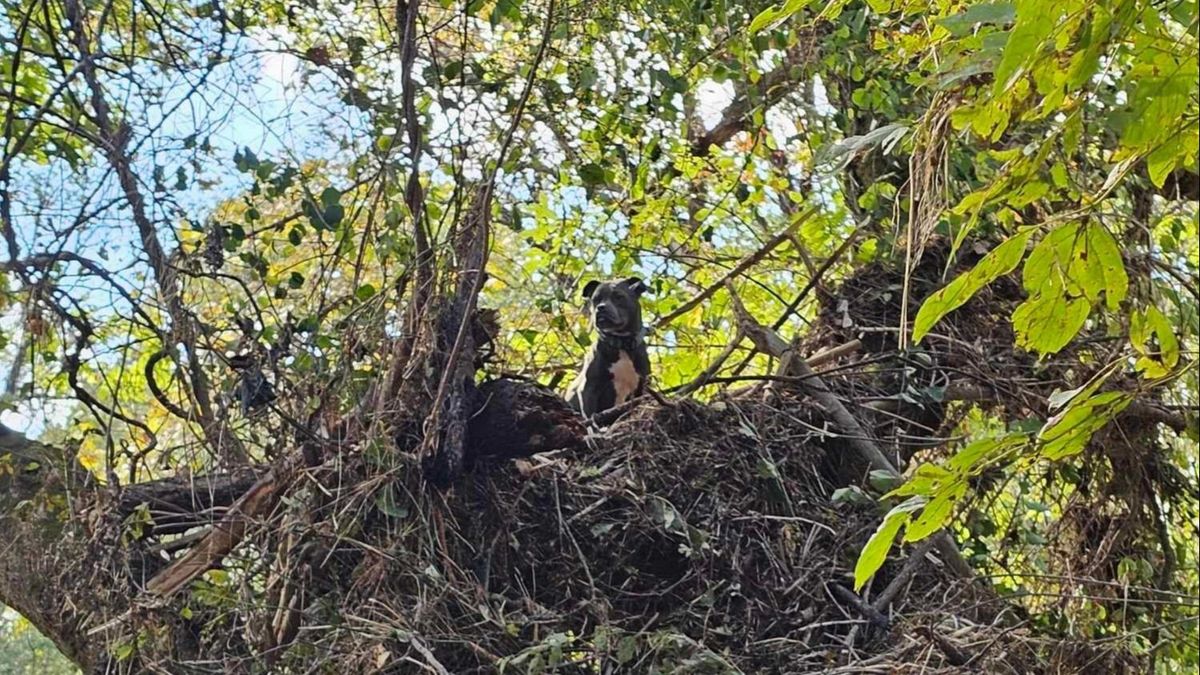 Una familia se reencuentra con su perro tras días separados por el huracán Helene: fue rescatado de un árbol