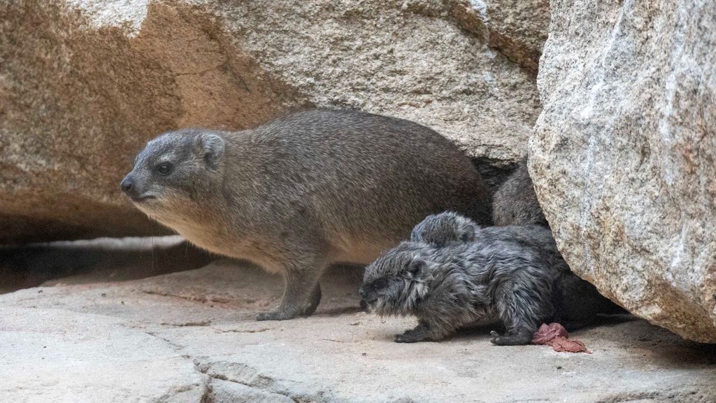 Nace una camada en Valencia de damanes roqueros