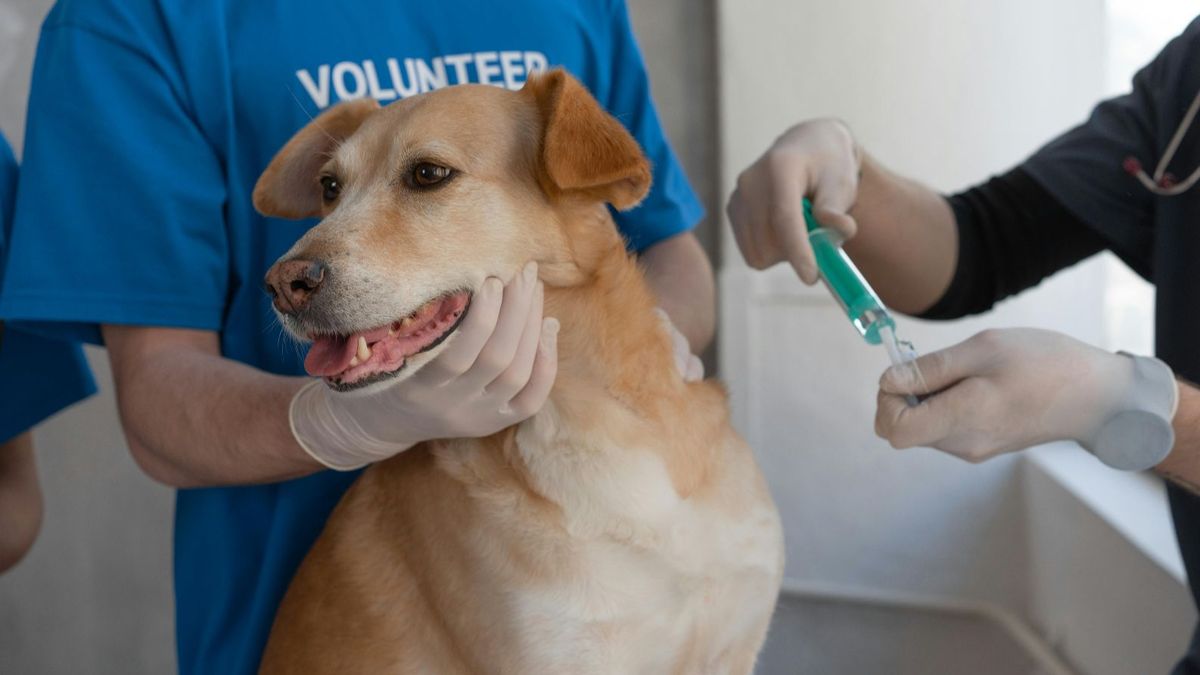 Perro en el veterinario