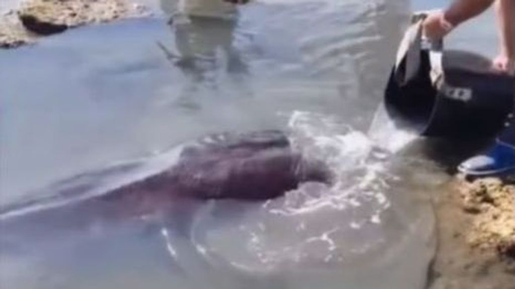 Una raya de más de 120 kilos ha sido rescatada así en Los Corrales de Rotal, Cádiz