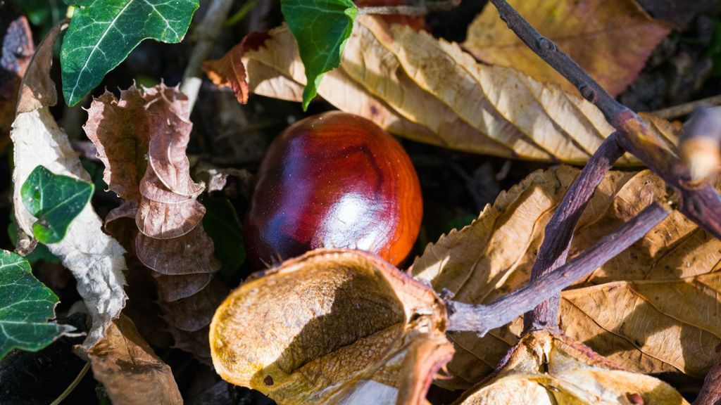 Una castaña entre ojas de otoño