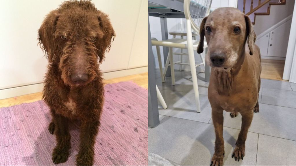 El perrito Baloo perdió el pelo por un trauma de abandono