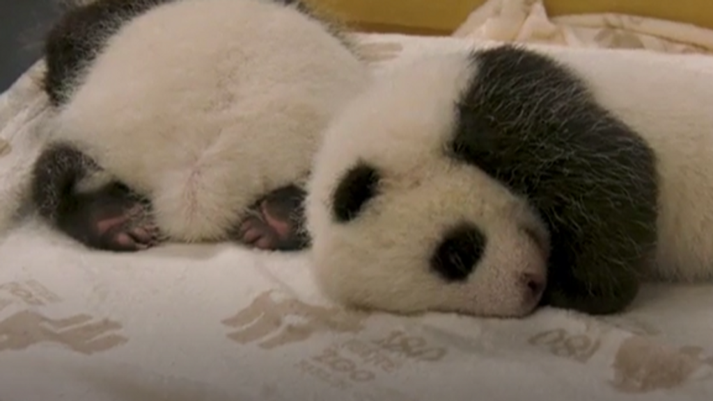 Emotiva imagen en el Zoo de Berlín: las cámaras captan a dos cachorros de oso panda abriendo sus ojos por primera vez