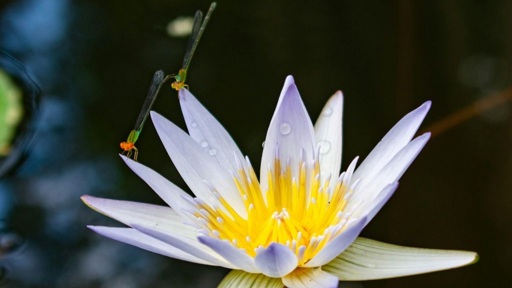 Los insectos con la vida más corta Informativos Telecinco Tiempo de Flora 185