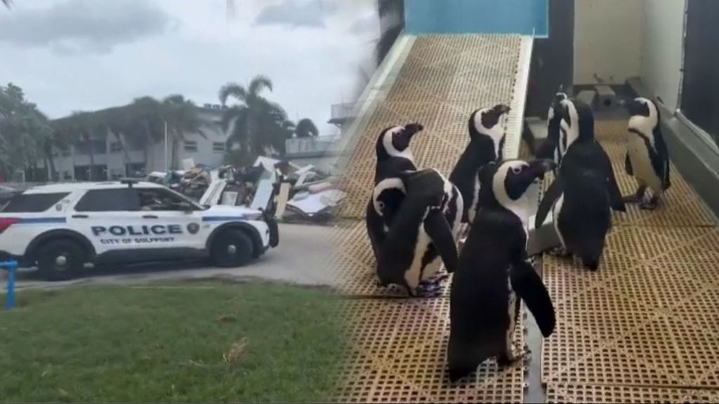 Así se prepara Florida al huracán Milton: desde el traslado de pingüinos al atado de coches al suelo