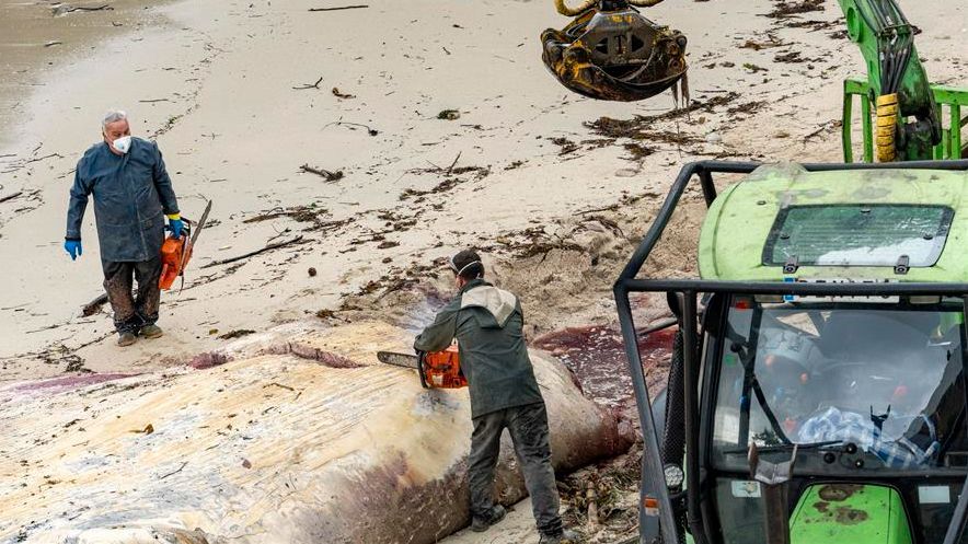 Cuatro horas de trabajo para retirar el cuerpo sin vida de la ballena que el huracán Kirk arrastró hasta Sanxenxo