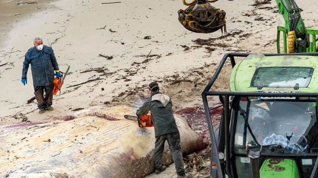 Cuatro horas de trabajo para retirar el cuerpo sin vida de la ballena que el huracán Kirk arrastró hasta Sanxenxo
