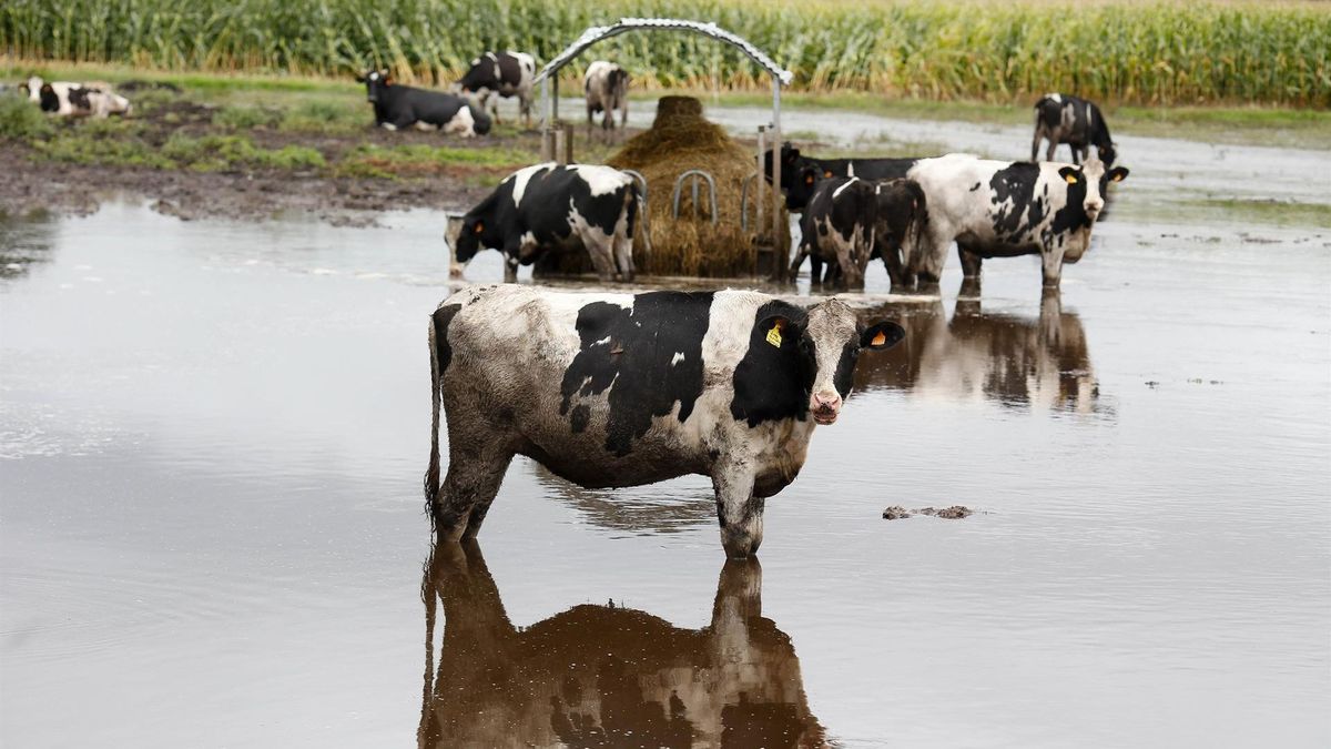 Vacas en un pasto inundado por el desbordamiento del río Anllo, en Lugo