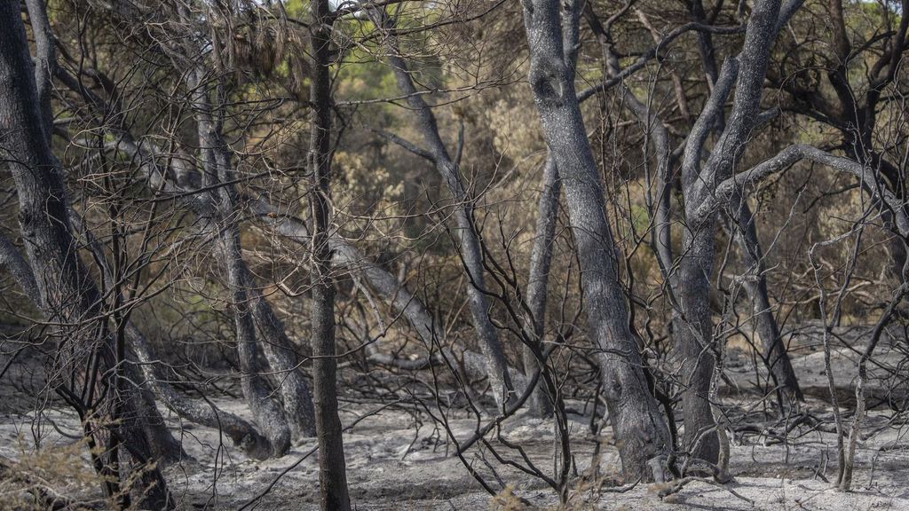 Incendio El Saler