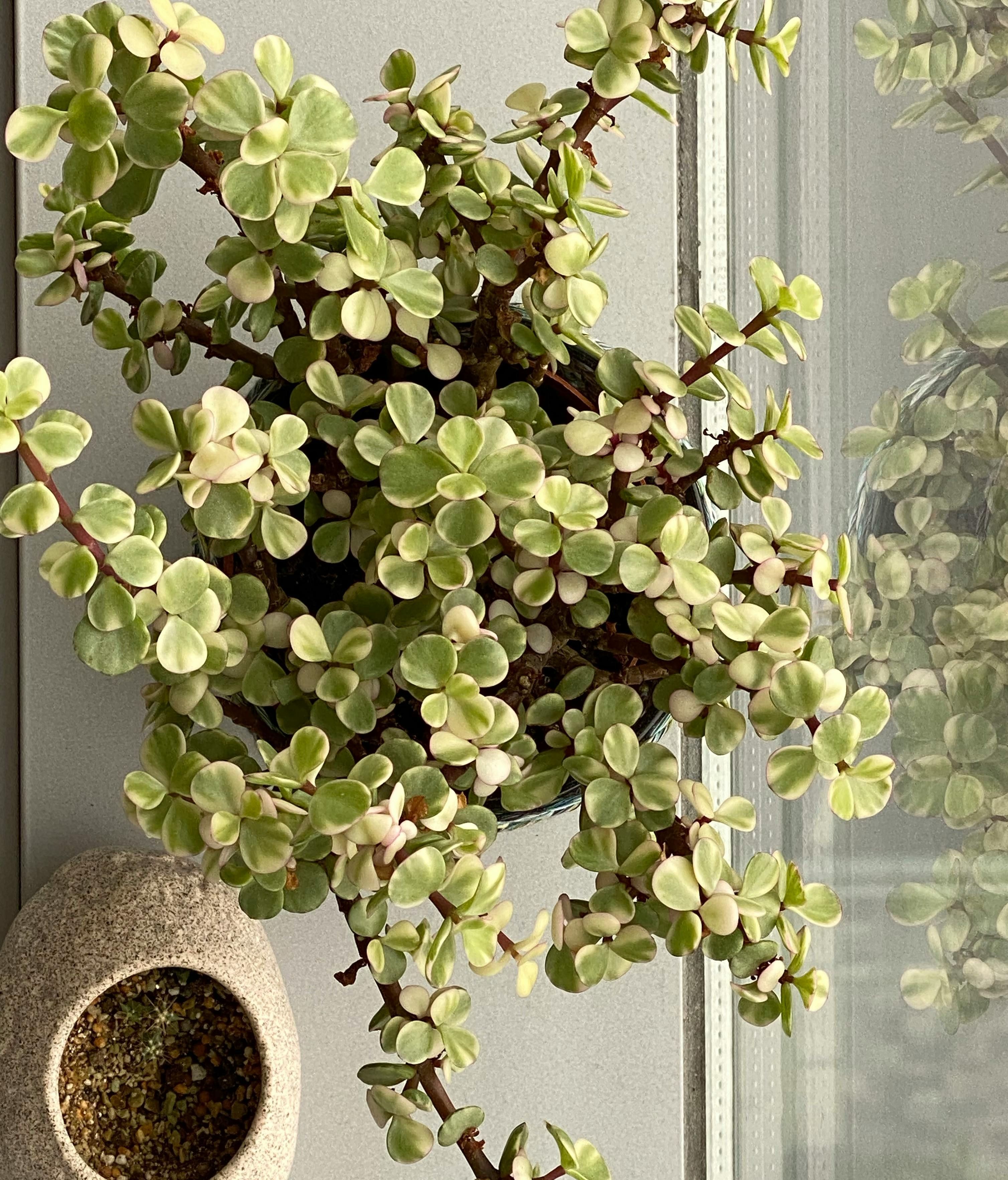 Necesita luz, pero que no sea directa. FUENTE: Pexels