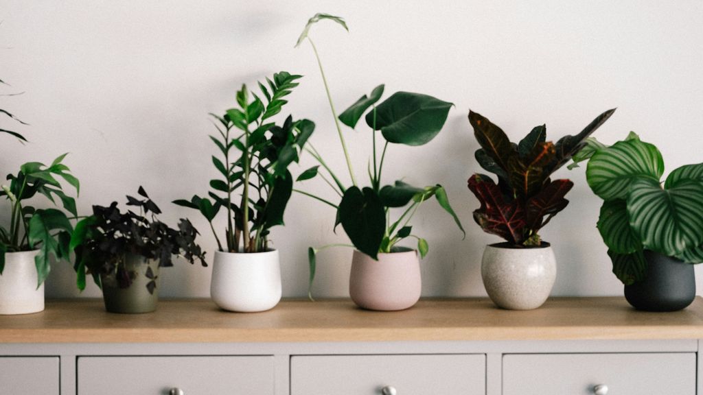 plantas casa horoscopo unsplash