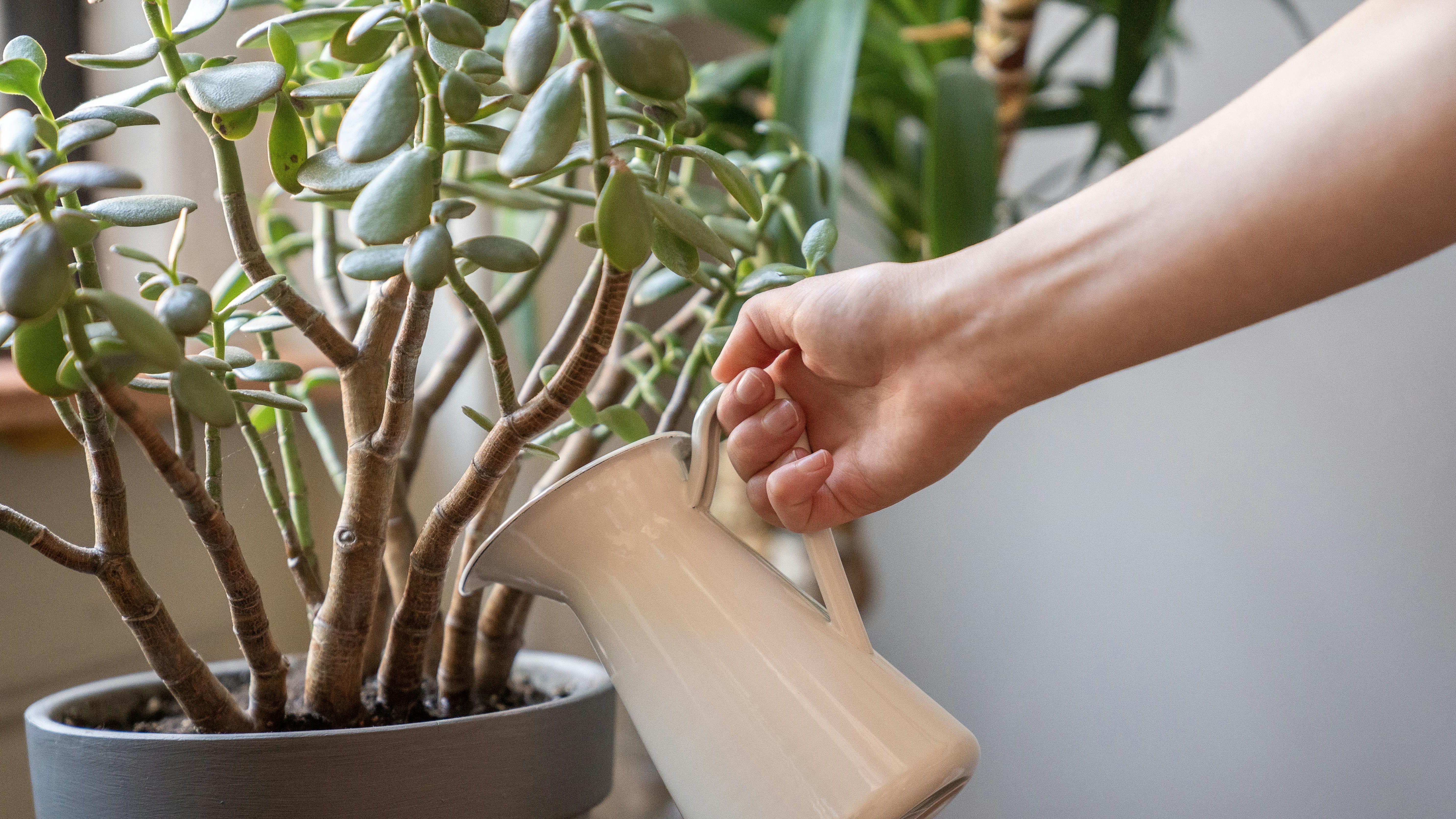 Puedes regarla cada 15 días. FUENTE: Pexels