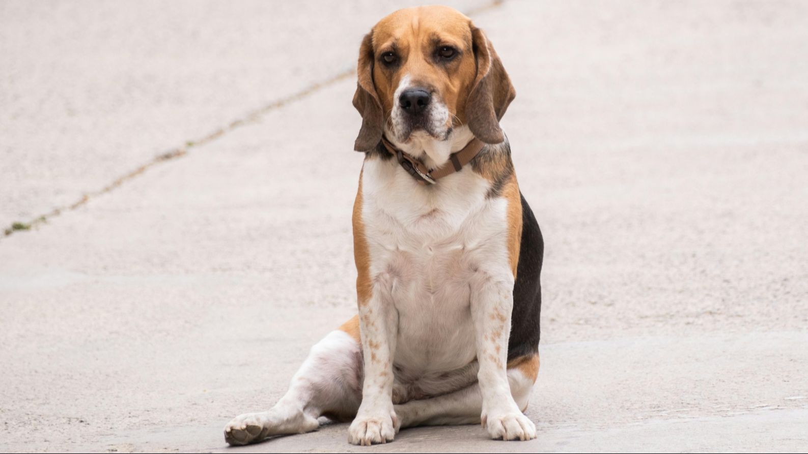 Un perro sentado