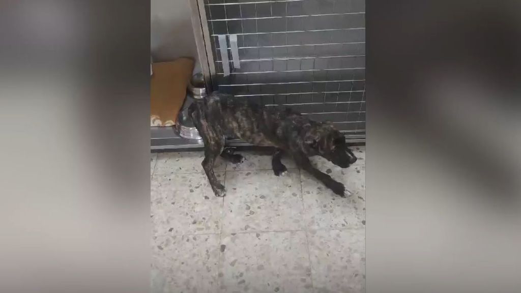 La Policía de Vigo busca a un «despreciable e inhumano» maltratador de perros que cortó las orejas a un cachorro y mató a palos a otro