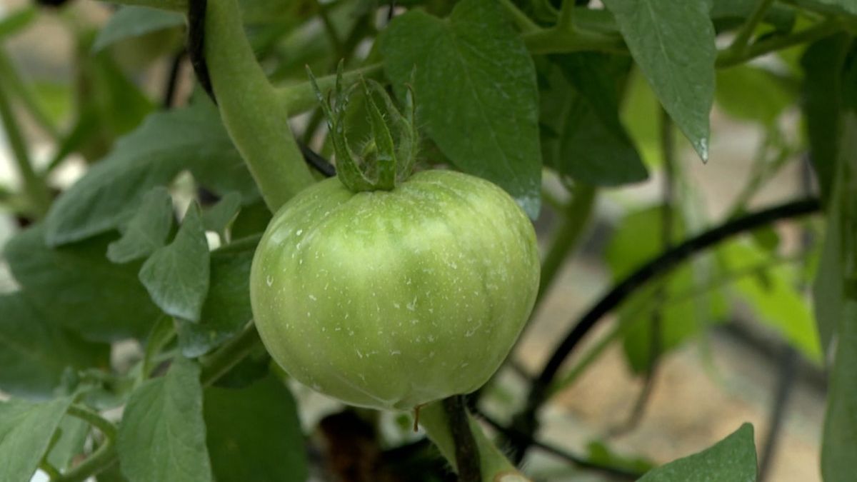 Tomate valenciano