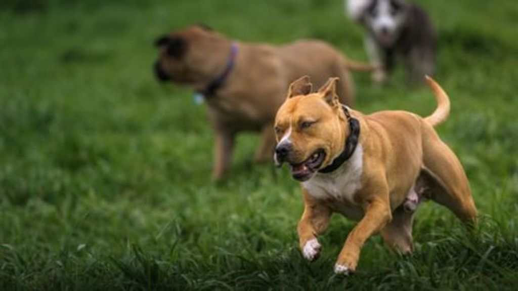 Un perro destroza la cara de un niño en una casa okupa de Alcalá de Henares, Madrid