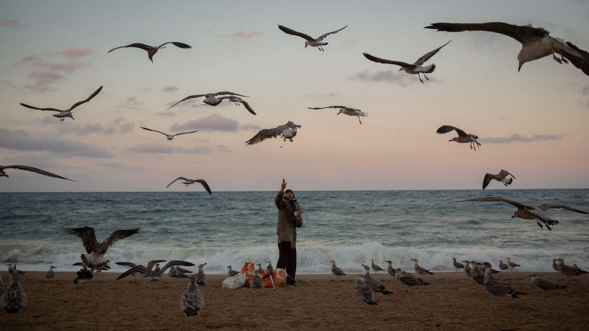 Cada vez hay menos gaviotas en las Islas Cíes (Pontevedra)