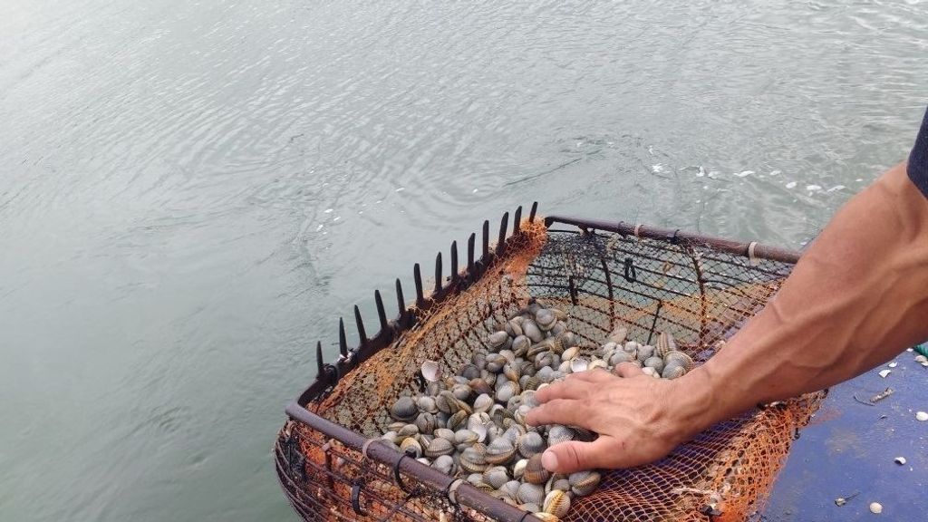 En su jornada de estreno, se han capturado 10.626 kilos de molusco en la Ría de Muros-Noia