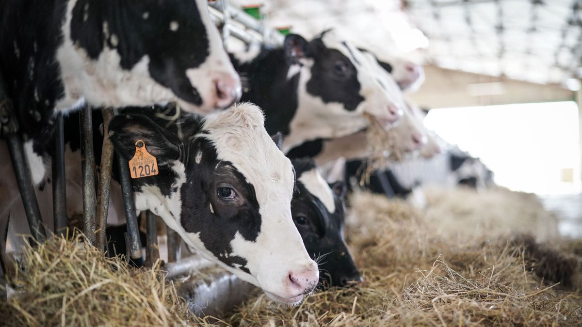 Muchos ganaderos optarán por sacrificar a las vacas lecheras que menos produzcan