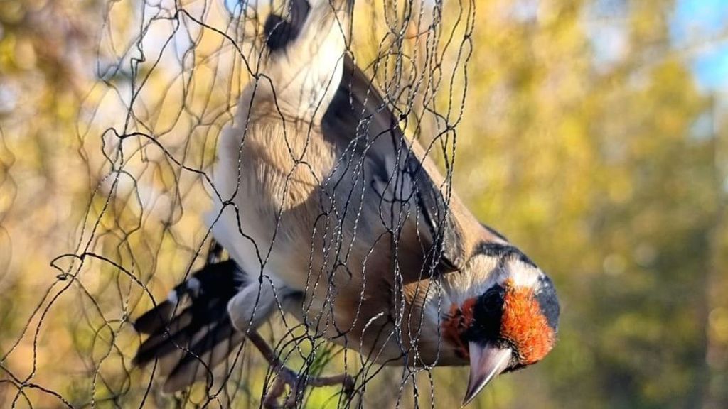 Denuncian a un furtivo por capturar 44 aves protegidas en un campo de girasoles en Corbins