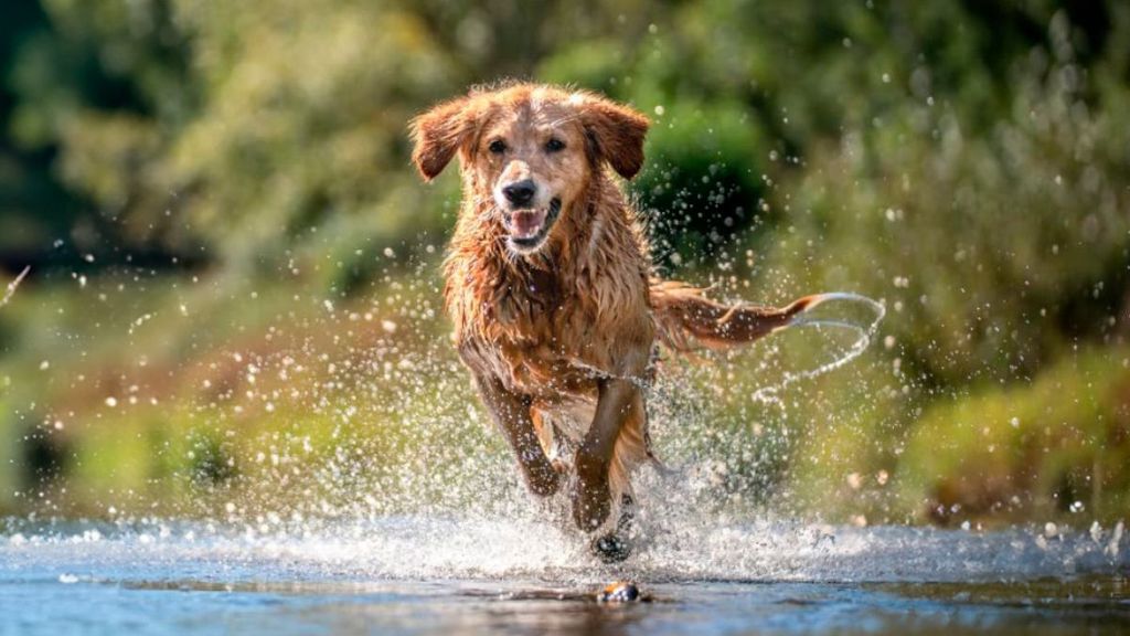 Este es el champú que tu perro necesita: está formulado con ingredientes naturales ¡y está de ofertón en Amazon!