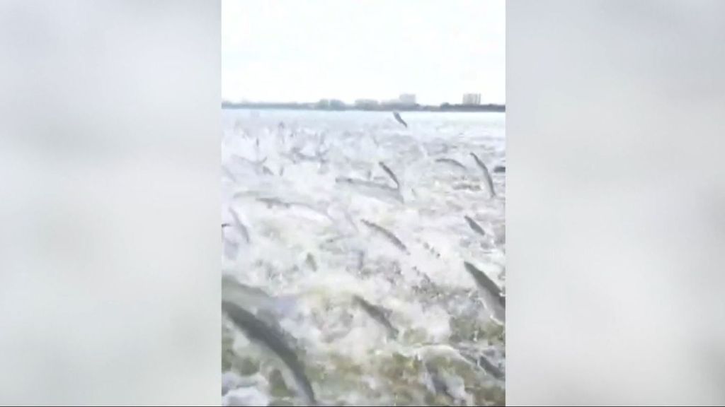 Peces que vuelan al interior de una barca: así sorprendió un banco de llisas a un pescador en la Albufera