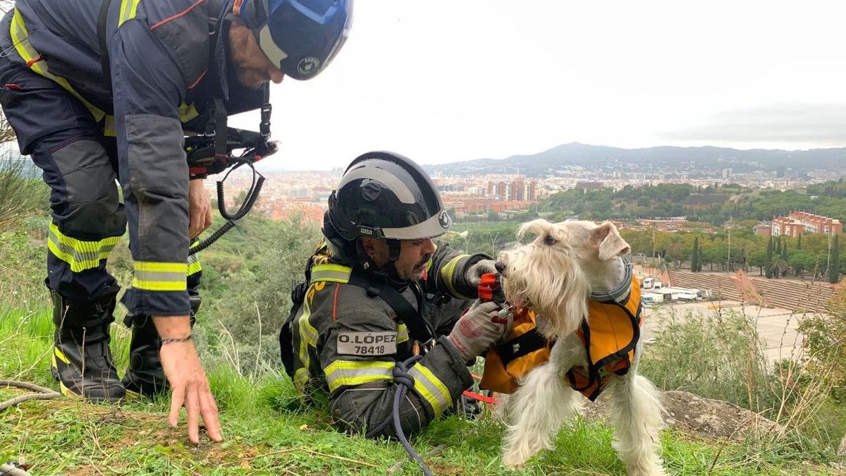 Rescatan a un perro tras car en un barranco cerca del cementerio de Montjuïc, en Barcelona