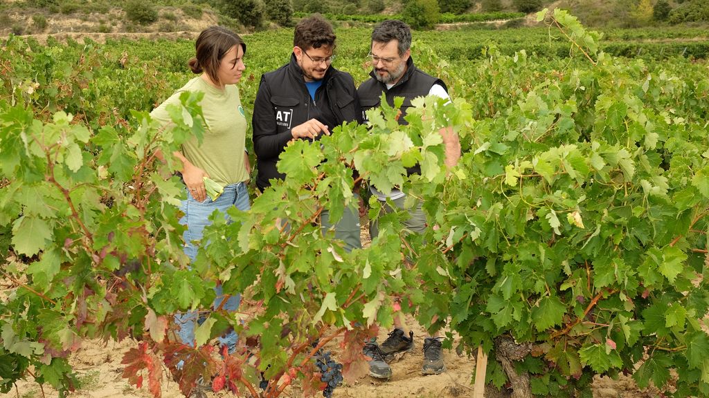 Se han instalado sensores físicos en las viñas, pero también virtuales "para reducir la huella de carbono"