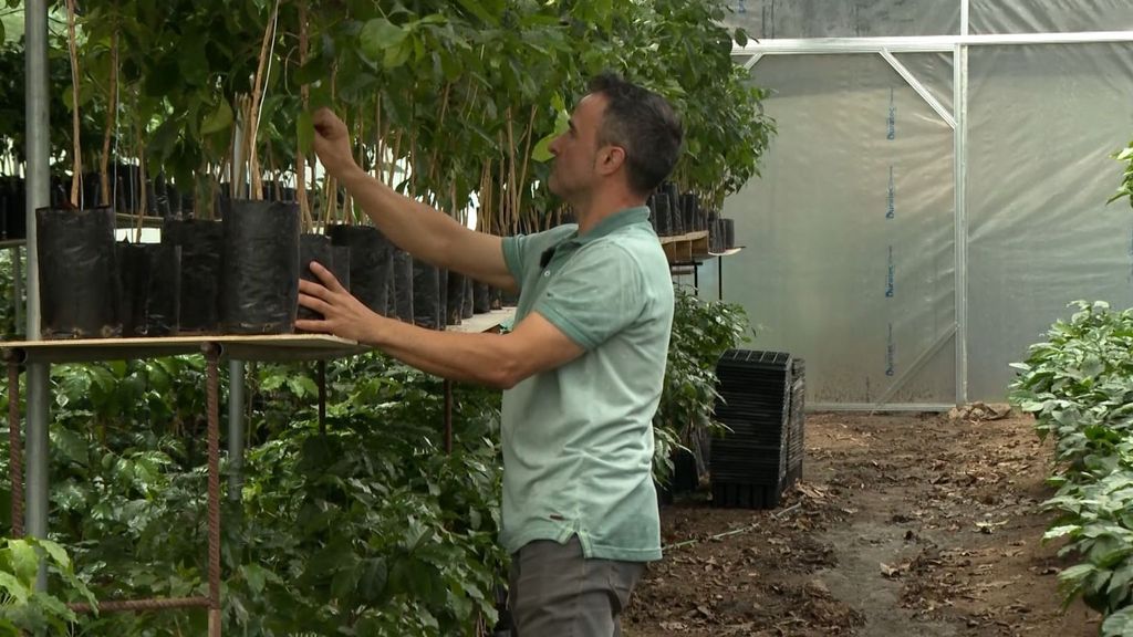 Castellvilar, la finca catalana que cultiva el primer café del mundo fuera del clima tropical