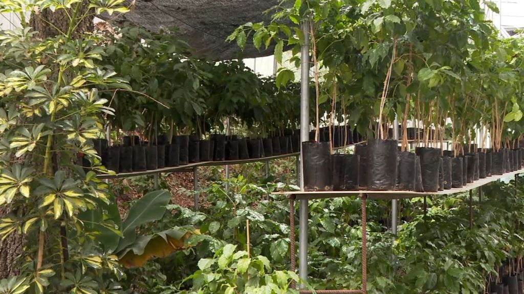 Castellvilar, la finca catalana que cultiva el primer café del mundo fuera del clima tropical