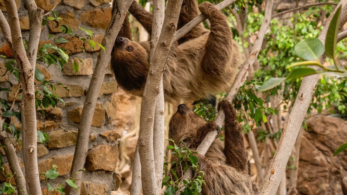 Reina y Flo, los nuevos habitantes del zoo de Fuengirola