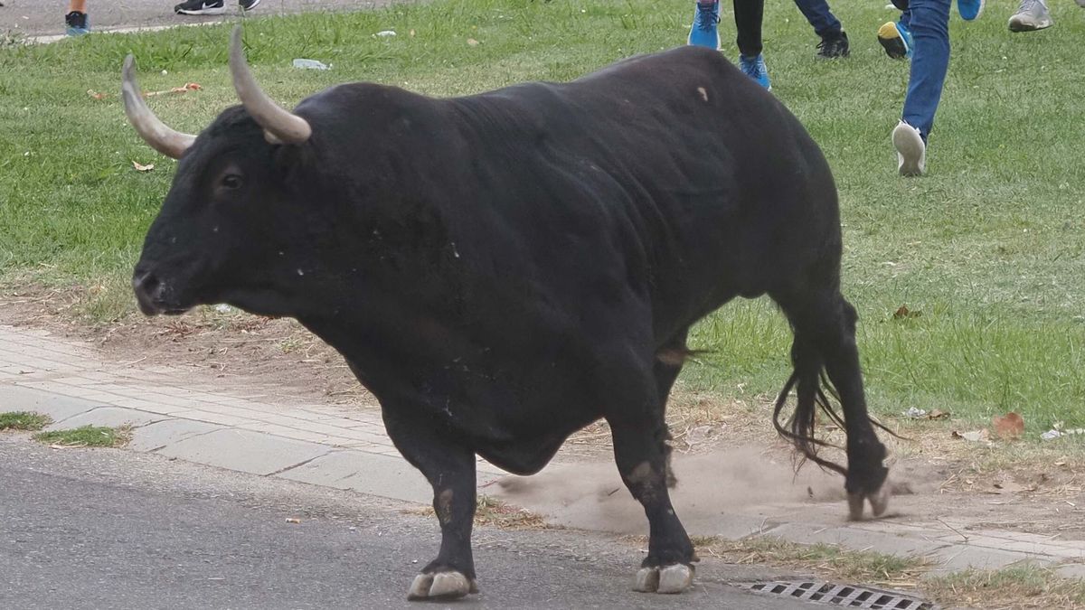 Toro durante unos festejos taurinos