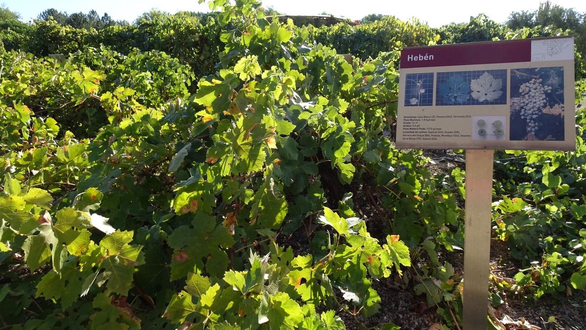 Descubierta en Madrid una variedad de uva centenaria que se creía extinguida