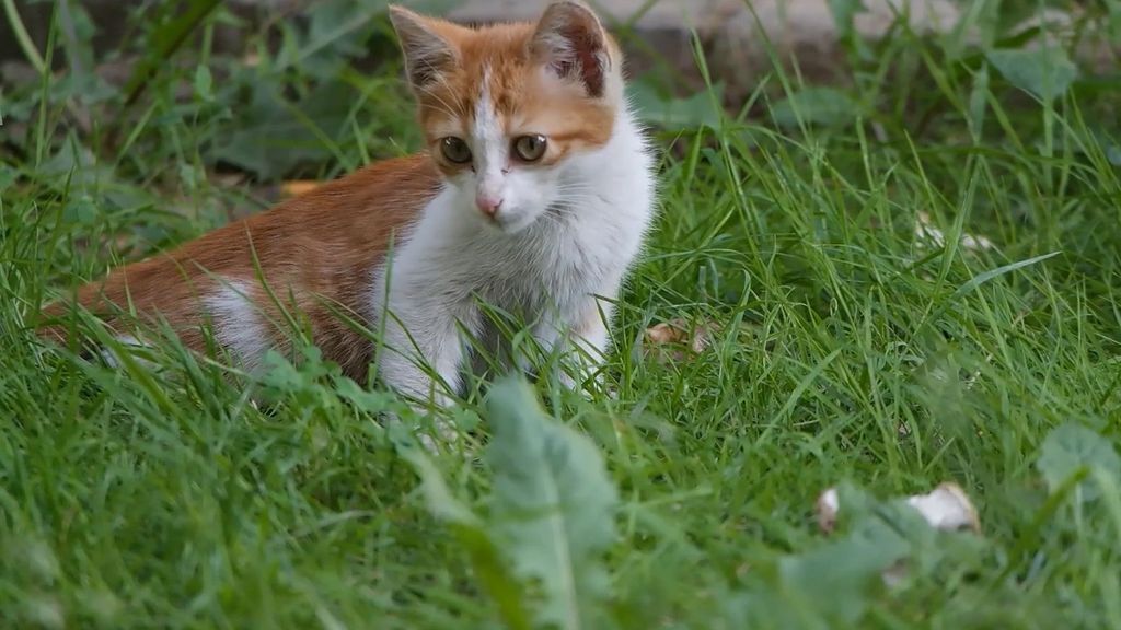 8 islas dominadas por animales Informativos Telecinco Tiempo de Flora 193