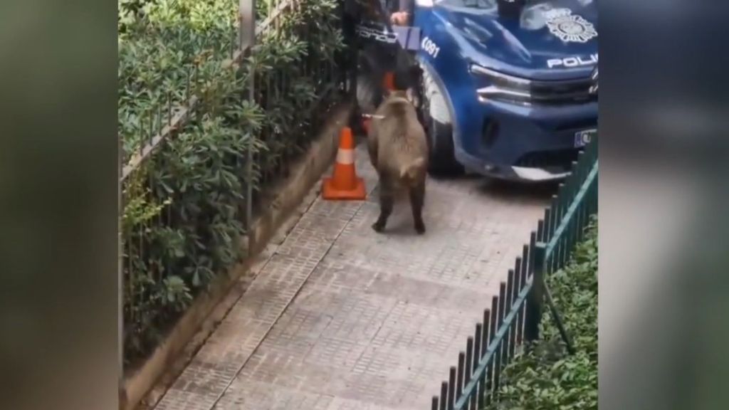 La presencia de un jabalí por las calles de Vallecas pone en jaque a la Policía