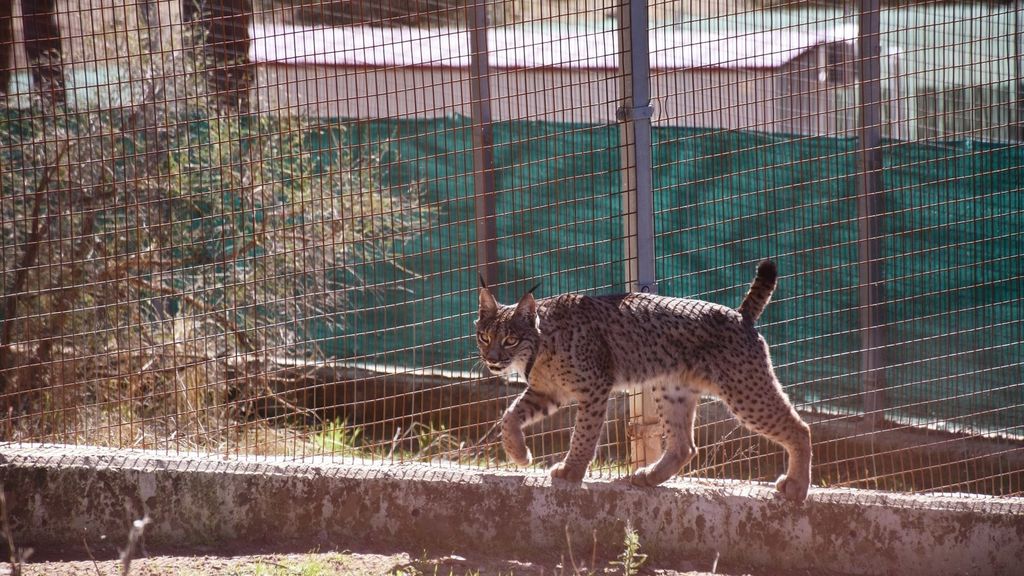 Un lince en las instalaciones de La Olivilla.